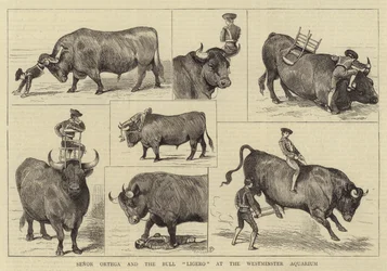 Senor Ortega a Bull Ligero ve Westminsterském akváriu